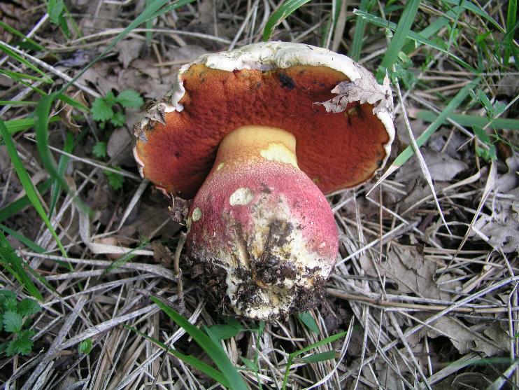 Un quiz ...facile....Boletus